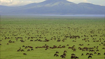 La plaine du Serengeti
