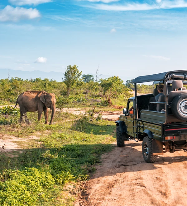 Safari en Afrique